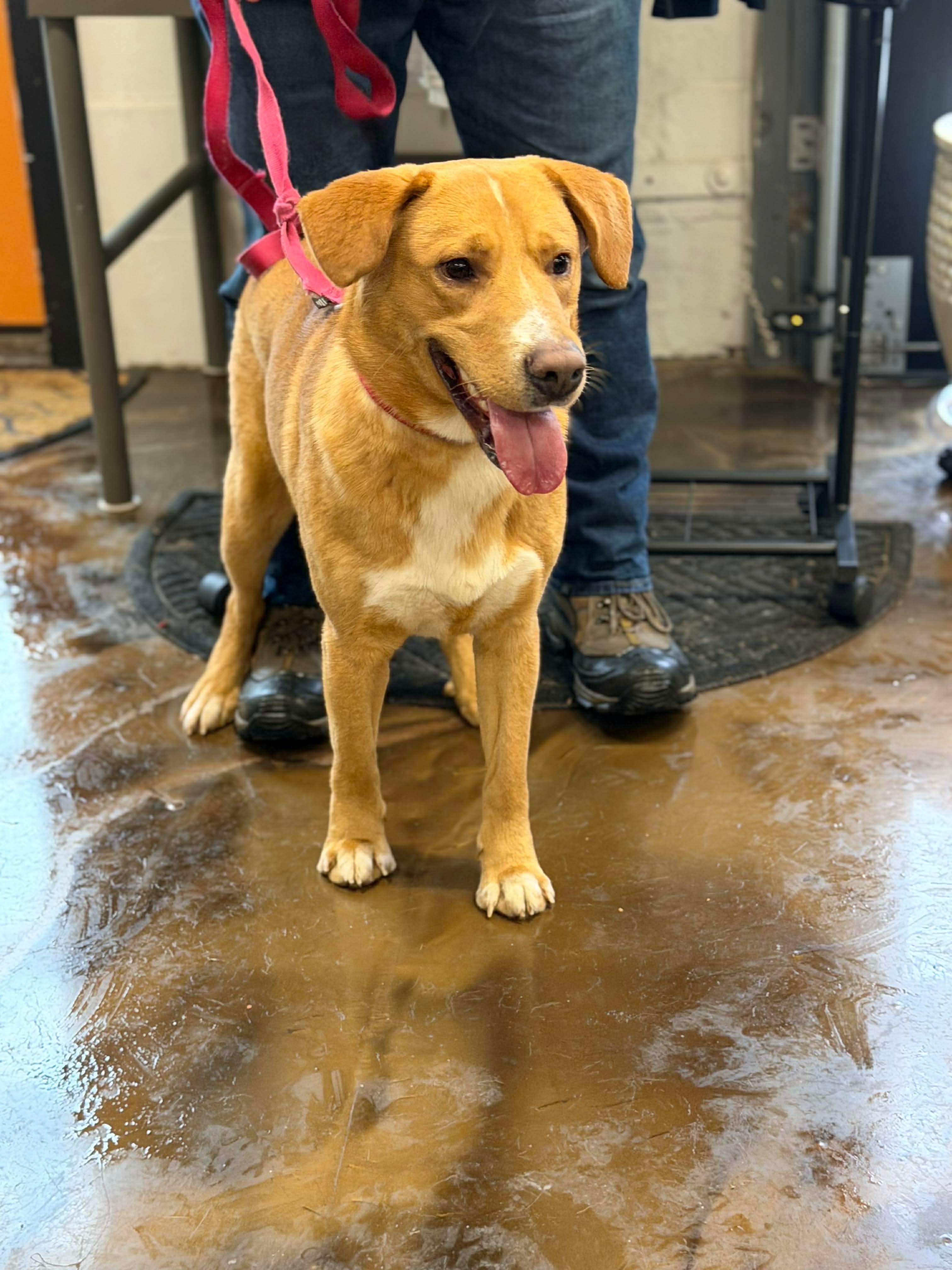 Rudolph, a hold mixed breed in Westwood, NJ image 4/6