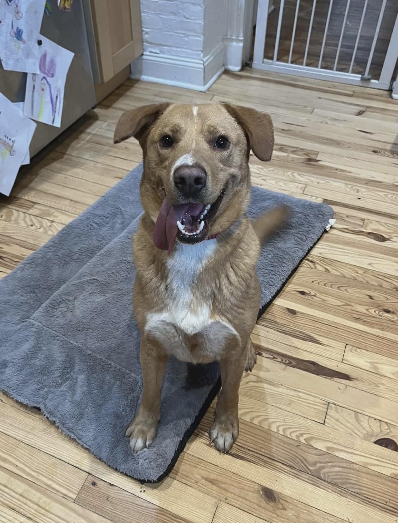 Enlarge Rudolph, a Adoptable mixed breed in Westwood, NJ image 1/6