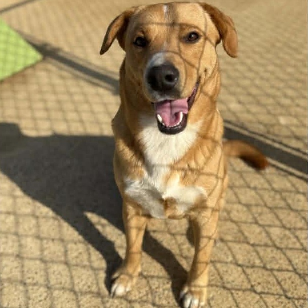 Enlarge Rudolph, a Adoptable mixed breed in Westwood, NJ image 2/6
