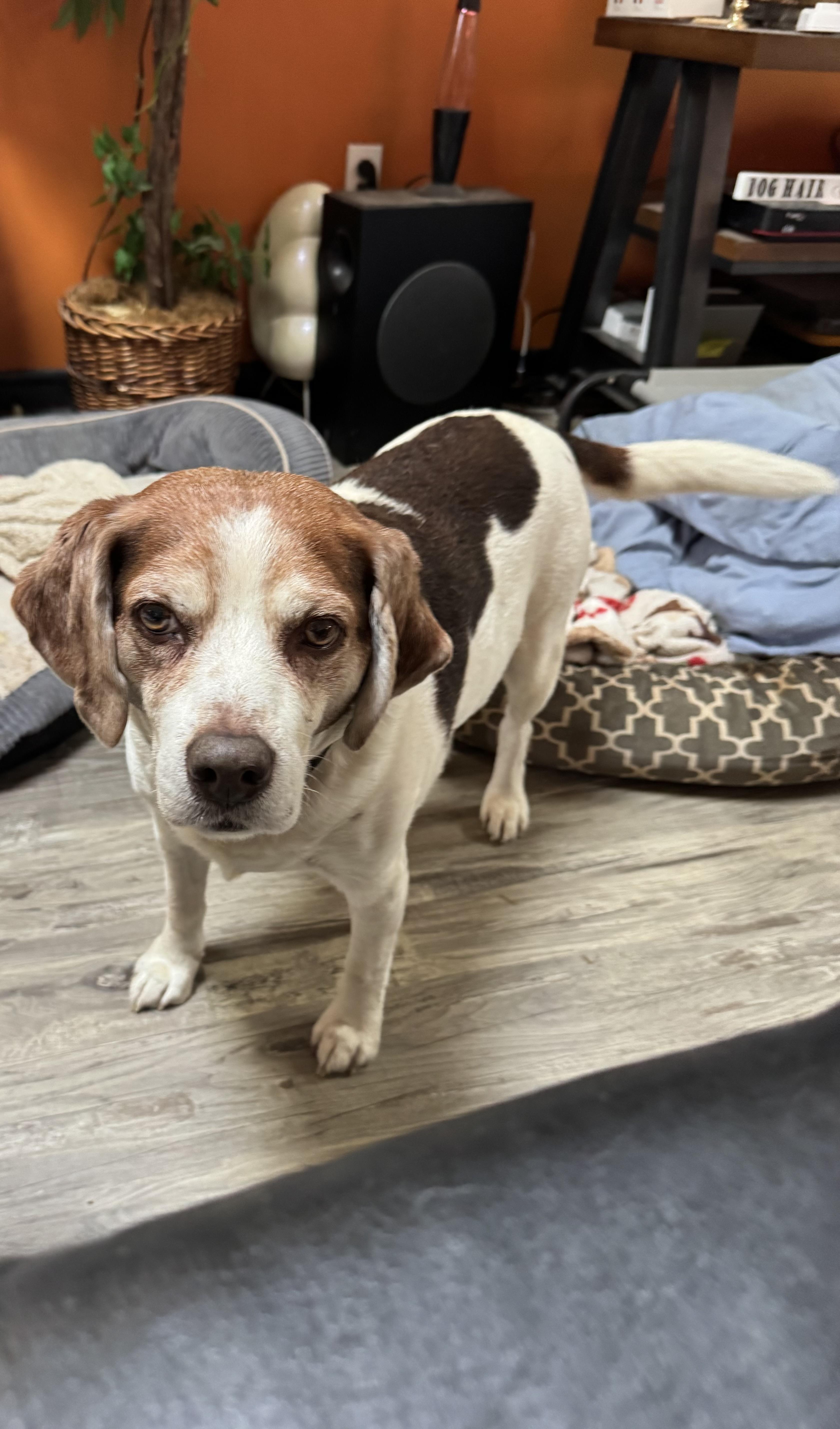 Enlarge Luke, a ADOPTABLE Beagle in Grandy, NC image 3/3