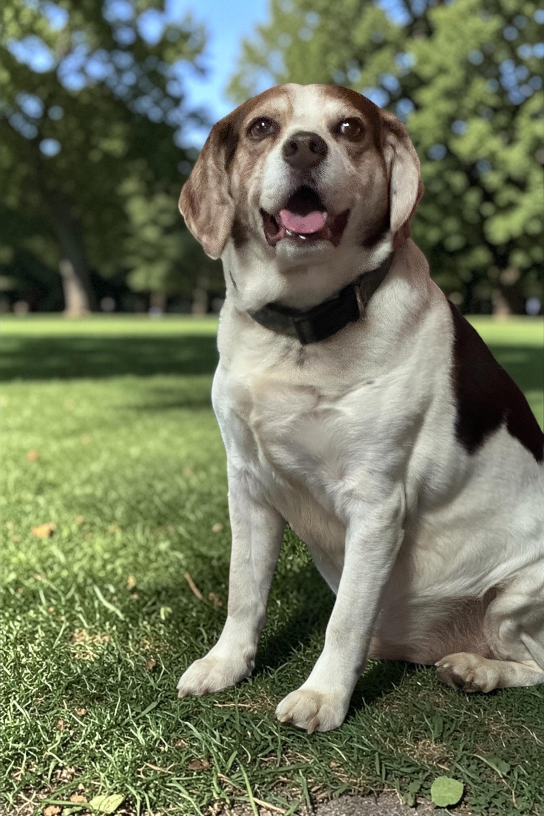 Luke, ADOPTABLE, Senior Male Beagle.