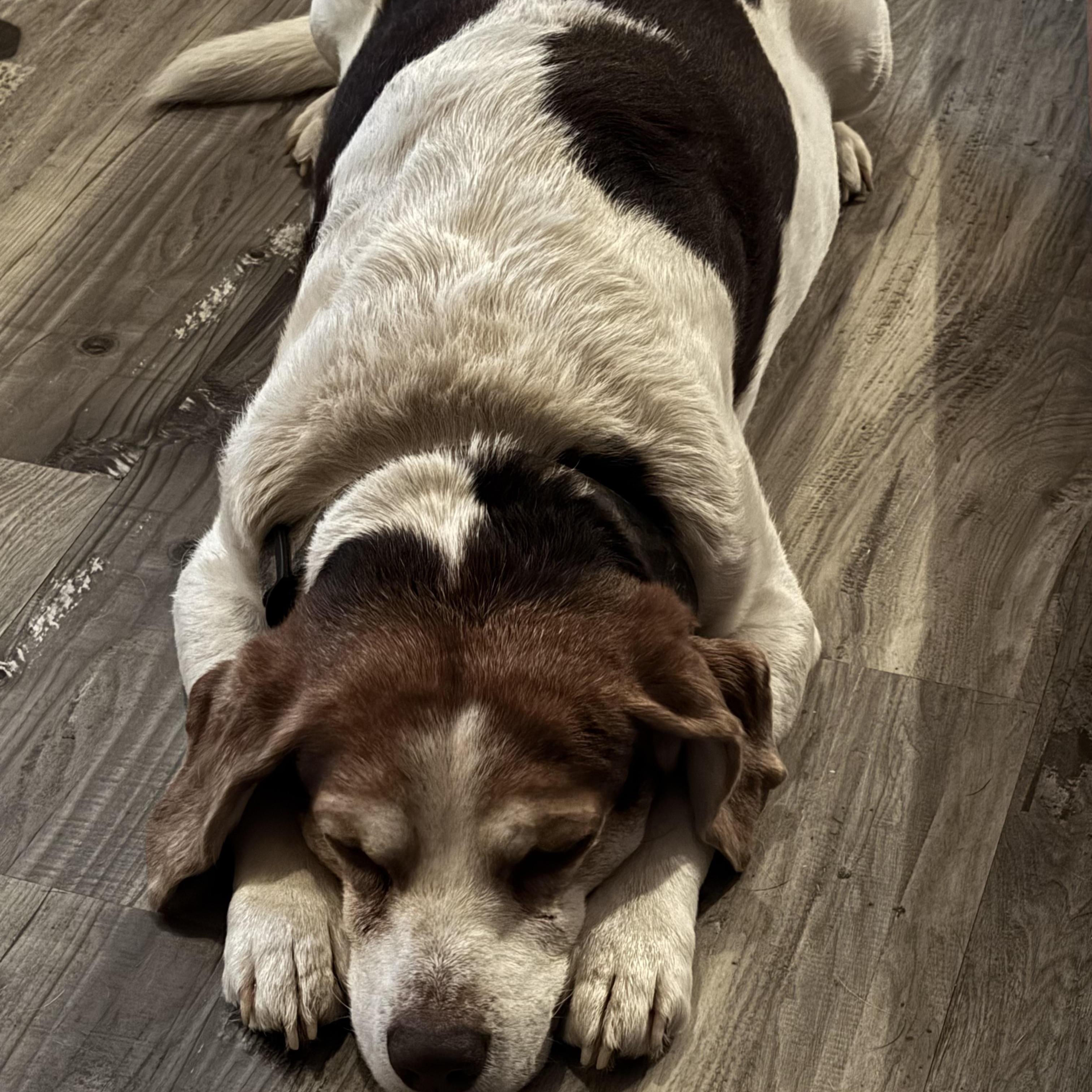 Enlarge Luke, a ADOPTABLE Beagle in Grandy, NC image 2/3