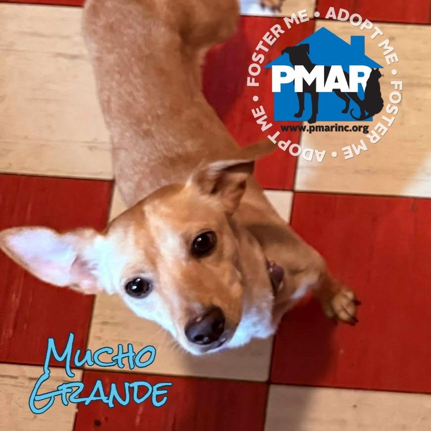 Mucho Grande, a Adoptable mixed breed in Binghamton, NY image 2/2