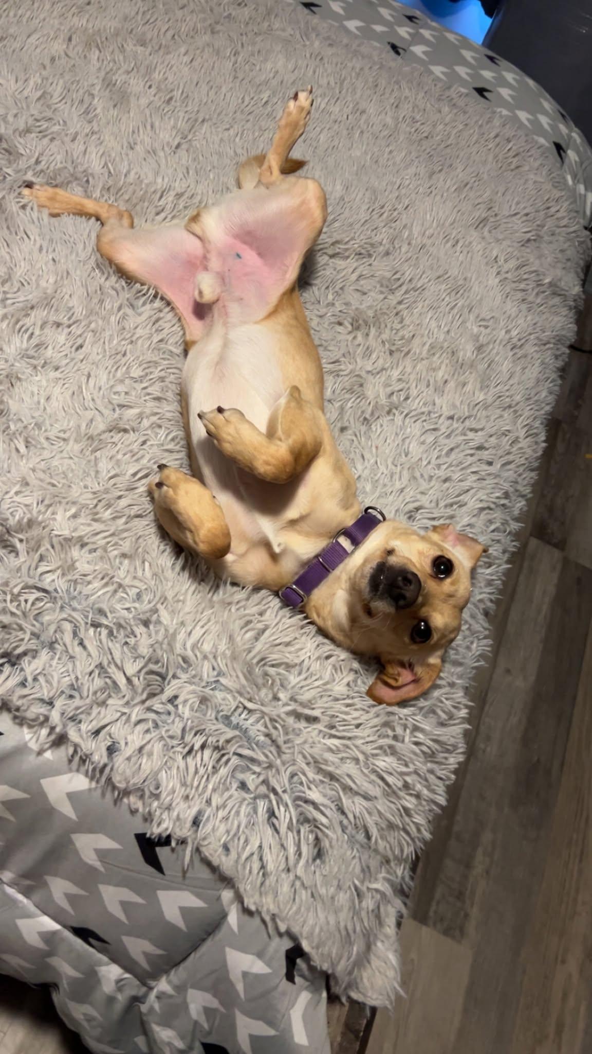 Mucho Grande, Adoptable, Young Male Chihuahua.