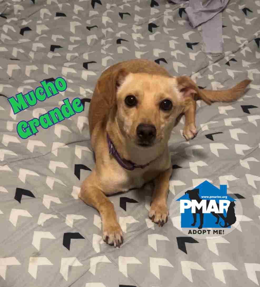 Mucho Grande, Adoptable, Young Male Chihuahua.