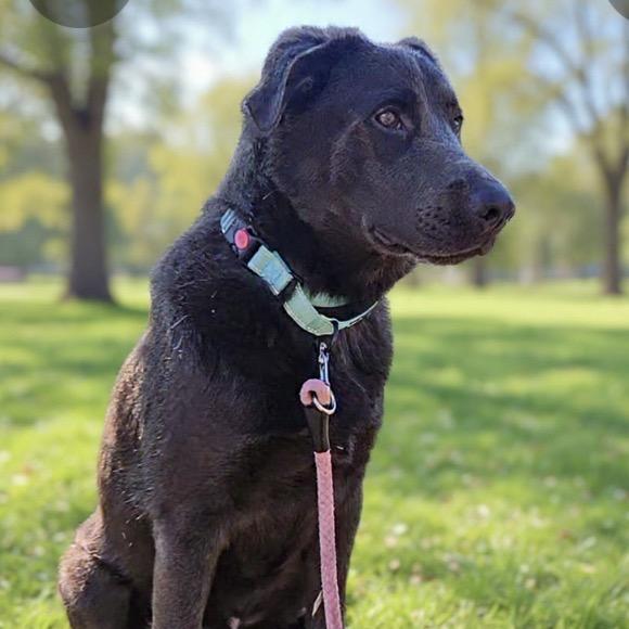 Enlarge Greyson, a Adoptable mixed breed in Newport, TN image 1/6