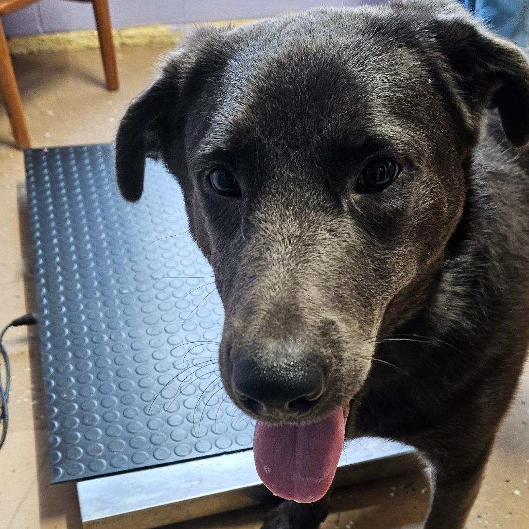 Enlarge Greyson, a Adoptable mixed breed in Newport, TN image 4/6