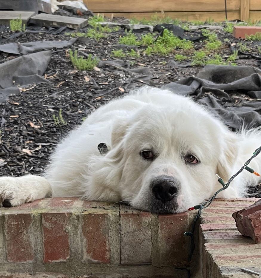 Oso, Adoptable, Adult Male Great Pyrenees.