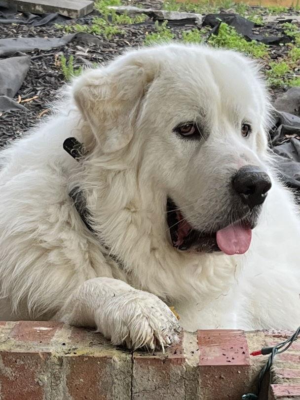 Oso, a Adoptable Great Pyrenees in Lutherville, MD image 3/3