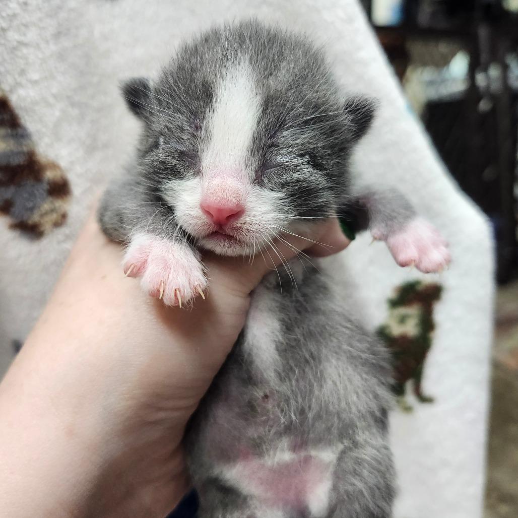 Koa, Adoptable, Young Male Domestic Short Hair.
