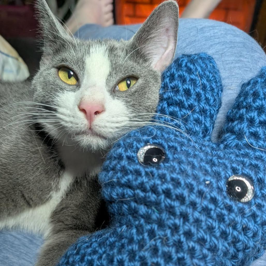 Enlarge Koa, a Adoptable Domestic Short Hair in Middletown, OH image 6/6