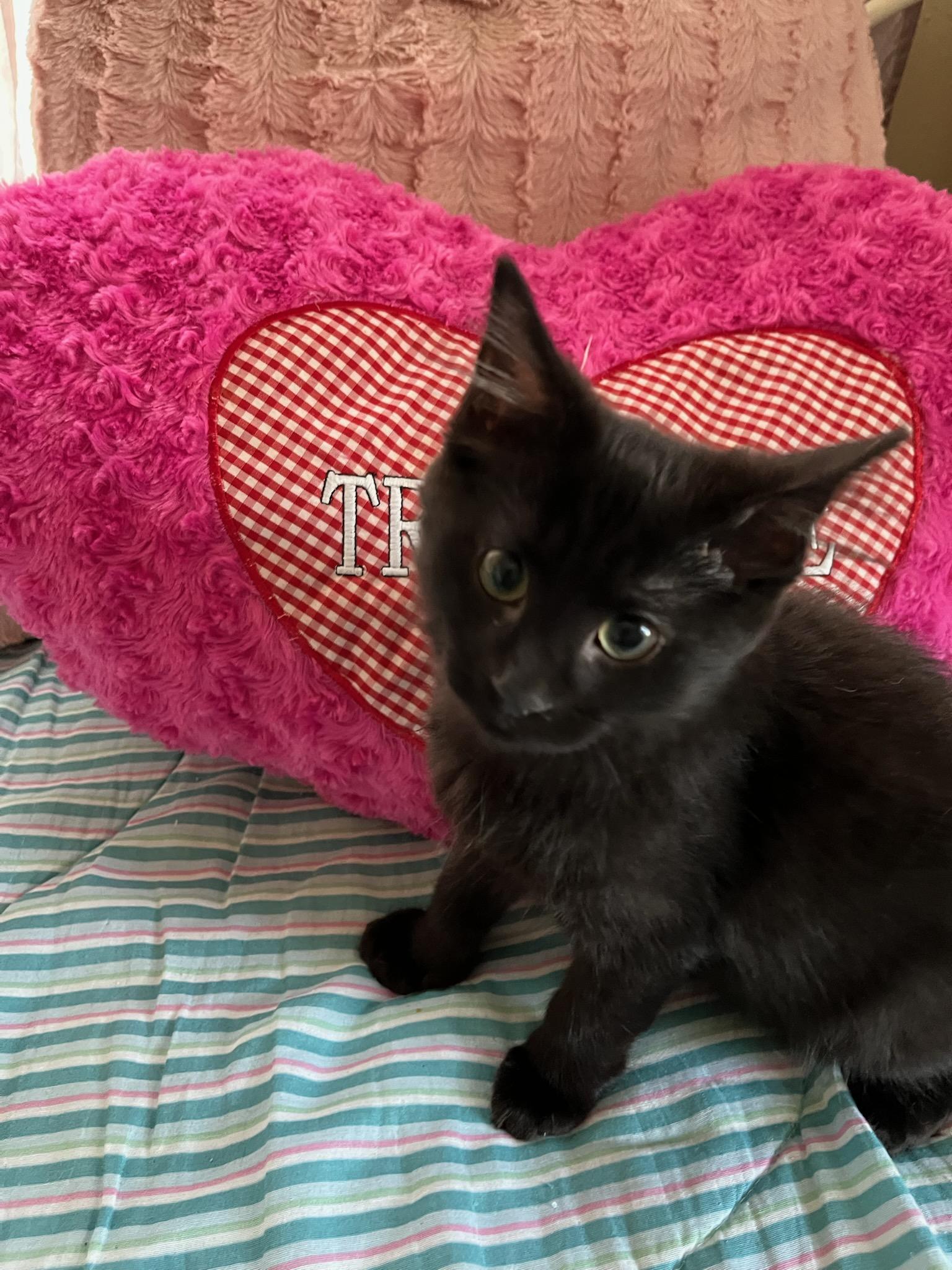 Rowan, ADOPTABLE, Kitten Female Domestic Short Hair.