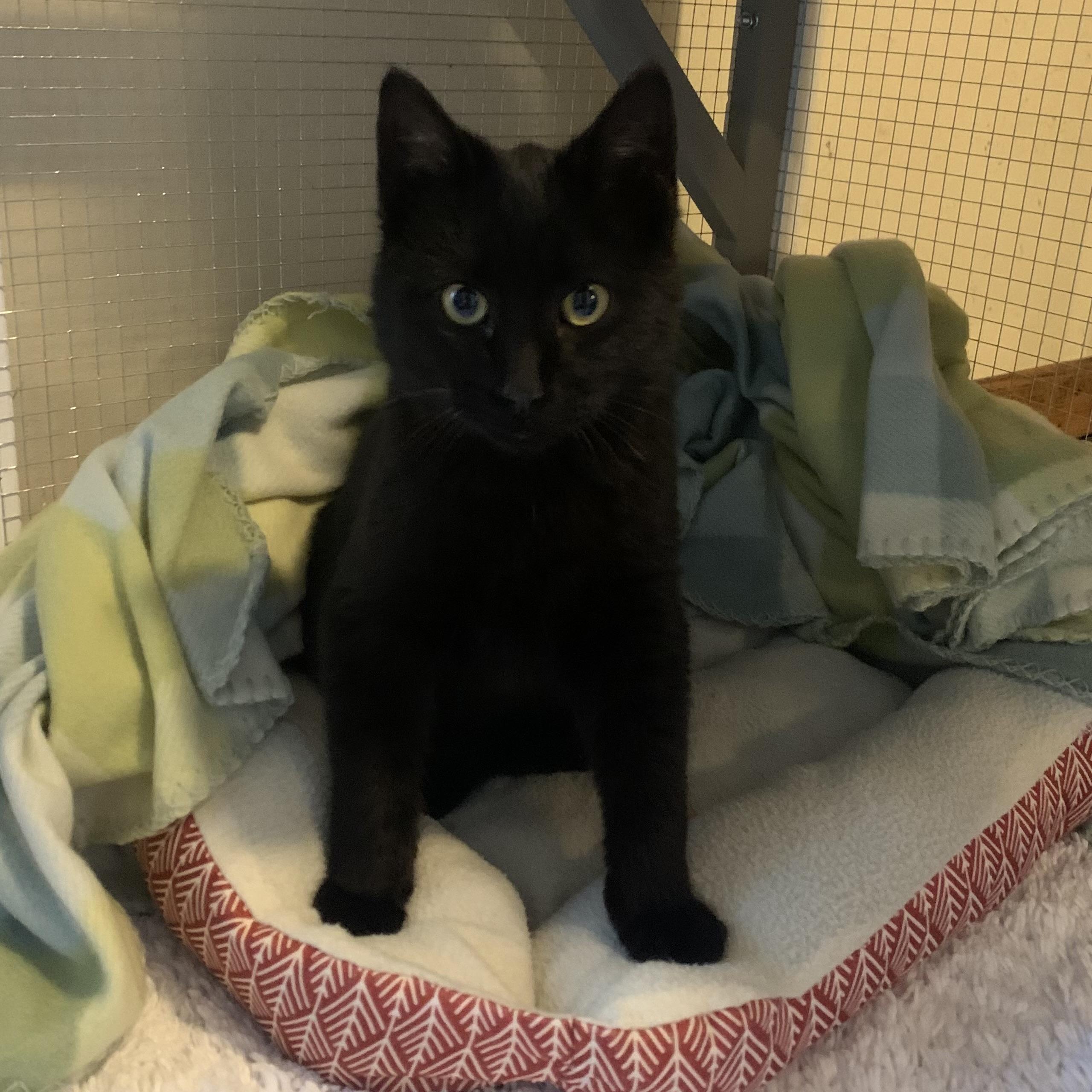 Enlarge Caviar, an adopted Domestic Short Hair in Bentonville, AR image 1/1