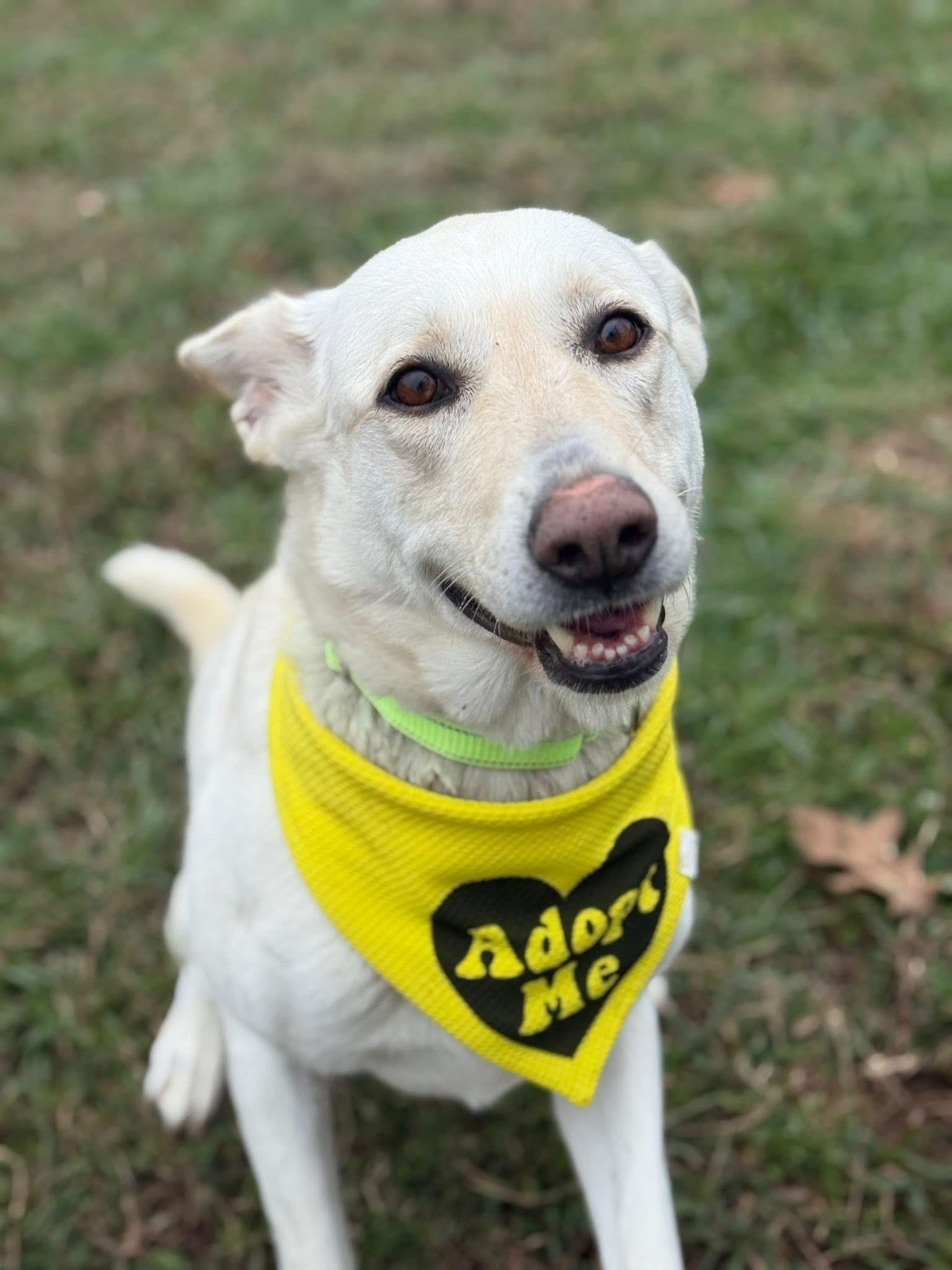 Enlarge Lacy, a ADOPTABLE mixed breed in Lebanon, TN image 1/4