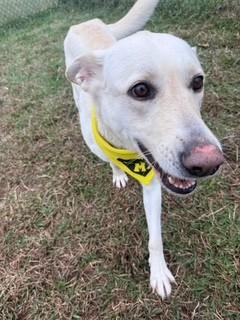 Enlarge Lacy, a ADOPTABLE mixed breed in Lebanon, TN image 3/4