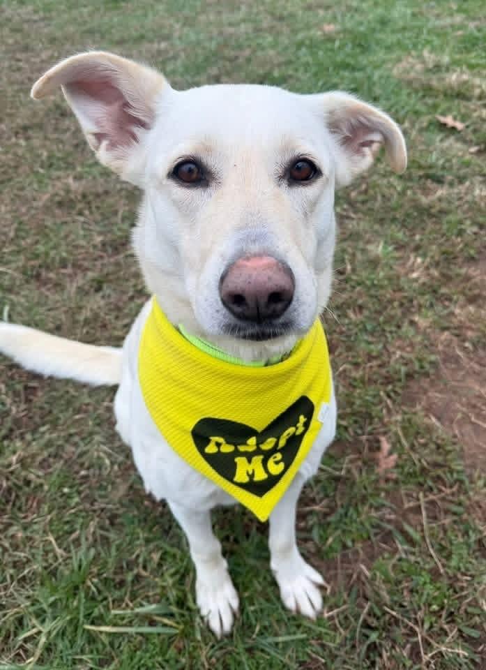 Enlarge Lacy, a ADOPTABLE mixed breed in Lebanon, TN image 4/4