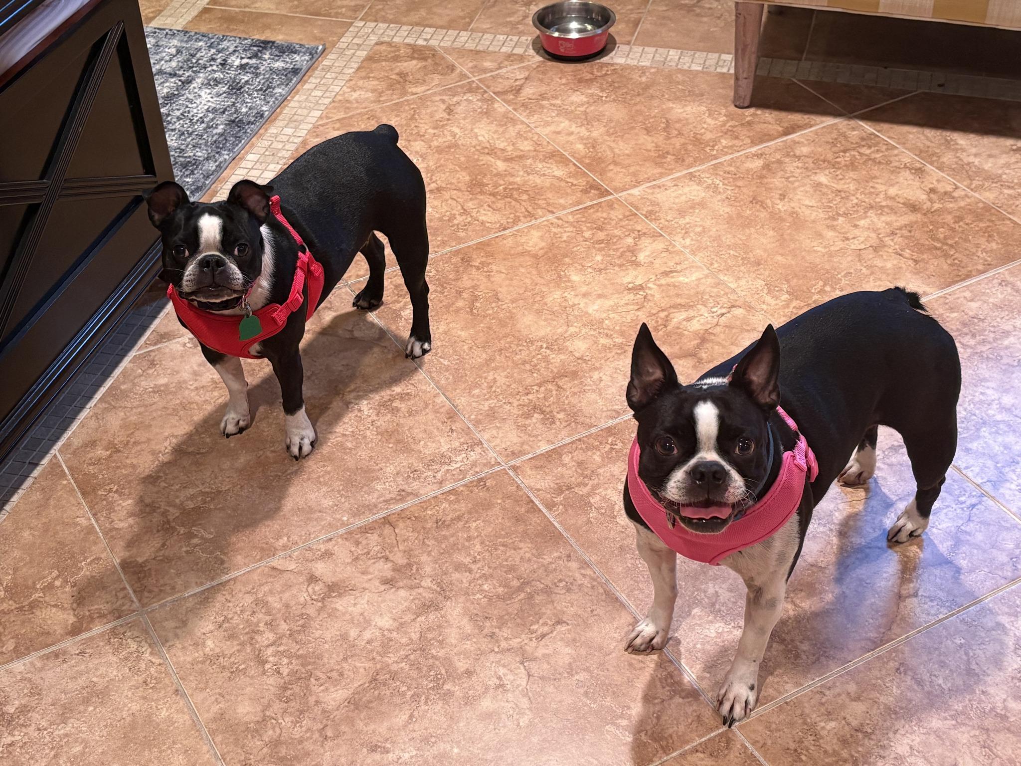 Bella and Buttons, an adopted Boston Terrier in New York, NY image 1/3