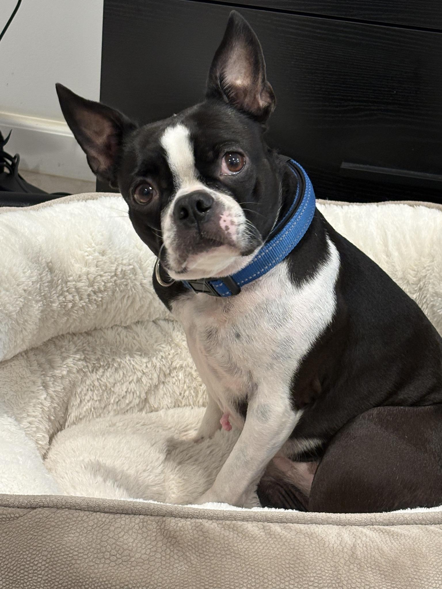 Bella and Buttons, an adopted Boston Terrier in New York, NY image 2/3