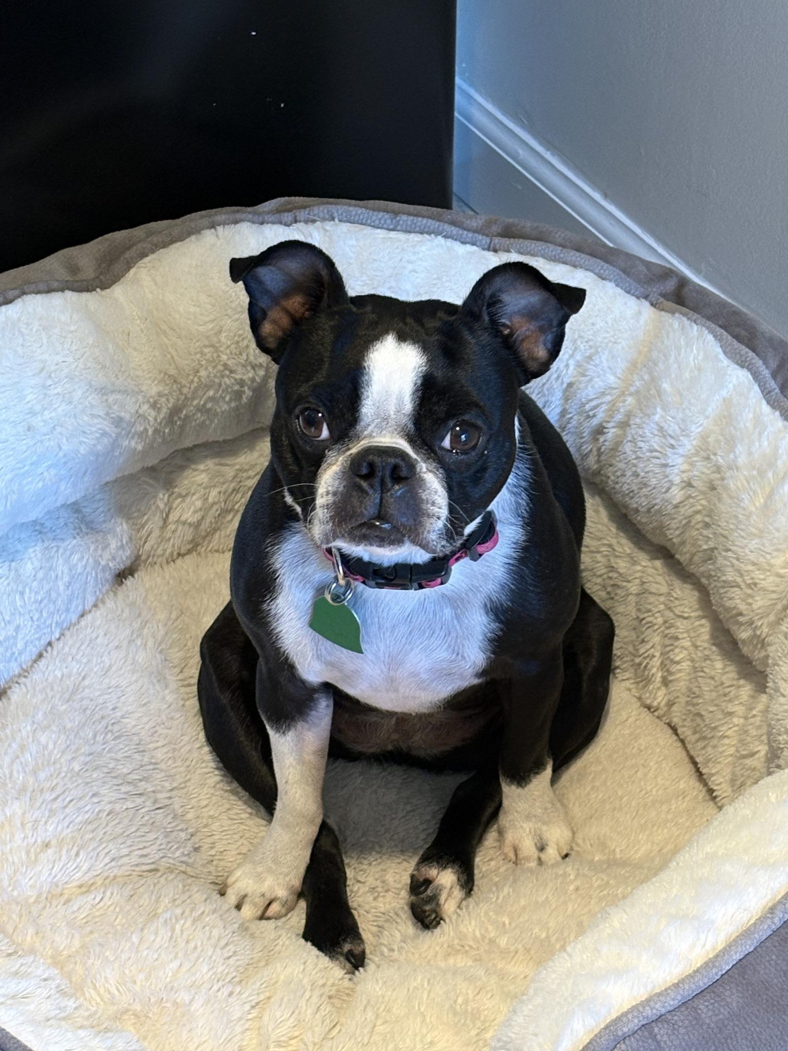 Bella and Buttons, an adopted Boston Terrier in New York, NY image 3/3