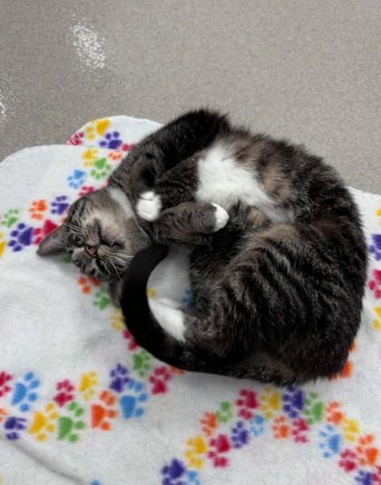 Shortcake, Adoptable, Adult Female Domestic Short Hair & Domestic Short Hair.
