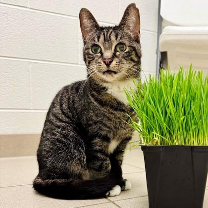 Enlarge Shortcake, a Adoptable mixed breed in Traverse City, MI image 2/3
