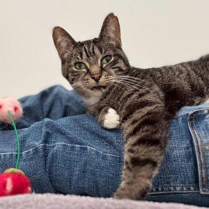 Enlarge Shortcake, a Adoptable mixed breed in Traverse City, MI image 3/3