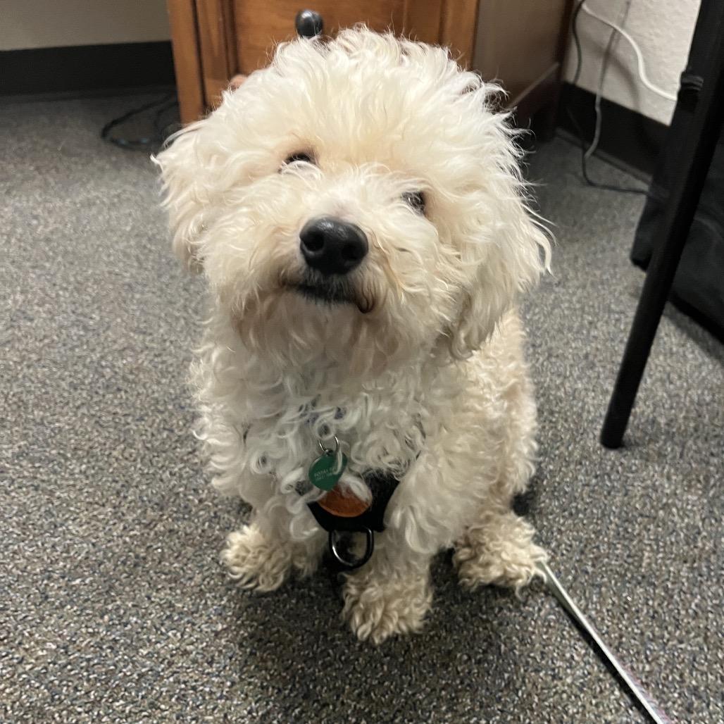 Enlarge Charlie, a Adoptable mixed breed in Ashland, OR image 2/6