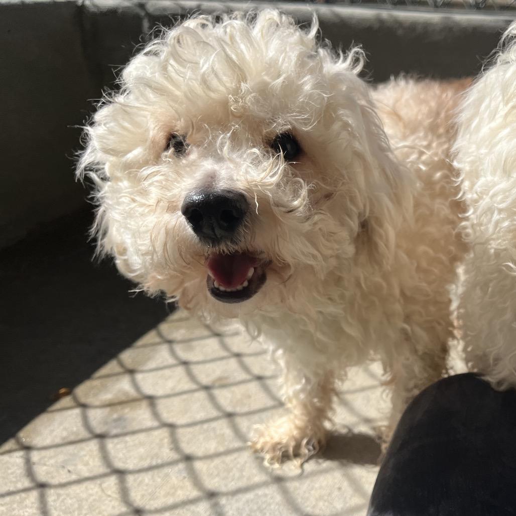 Enlarge Charlie, a Adoptable mixed breed in Ashland, OR image 4/6