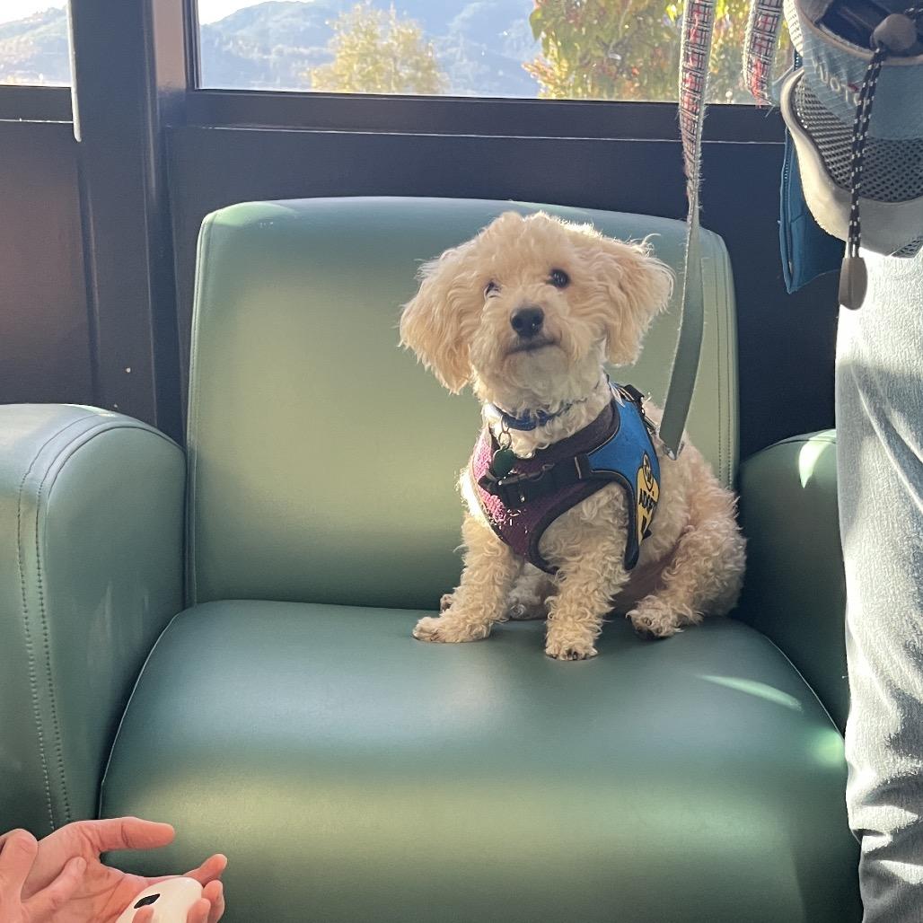 Charlie, Adoptable, Adult Male Poodle & Bichon Frise.