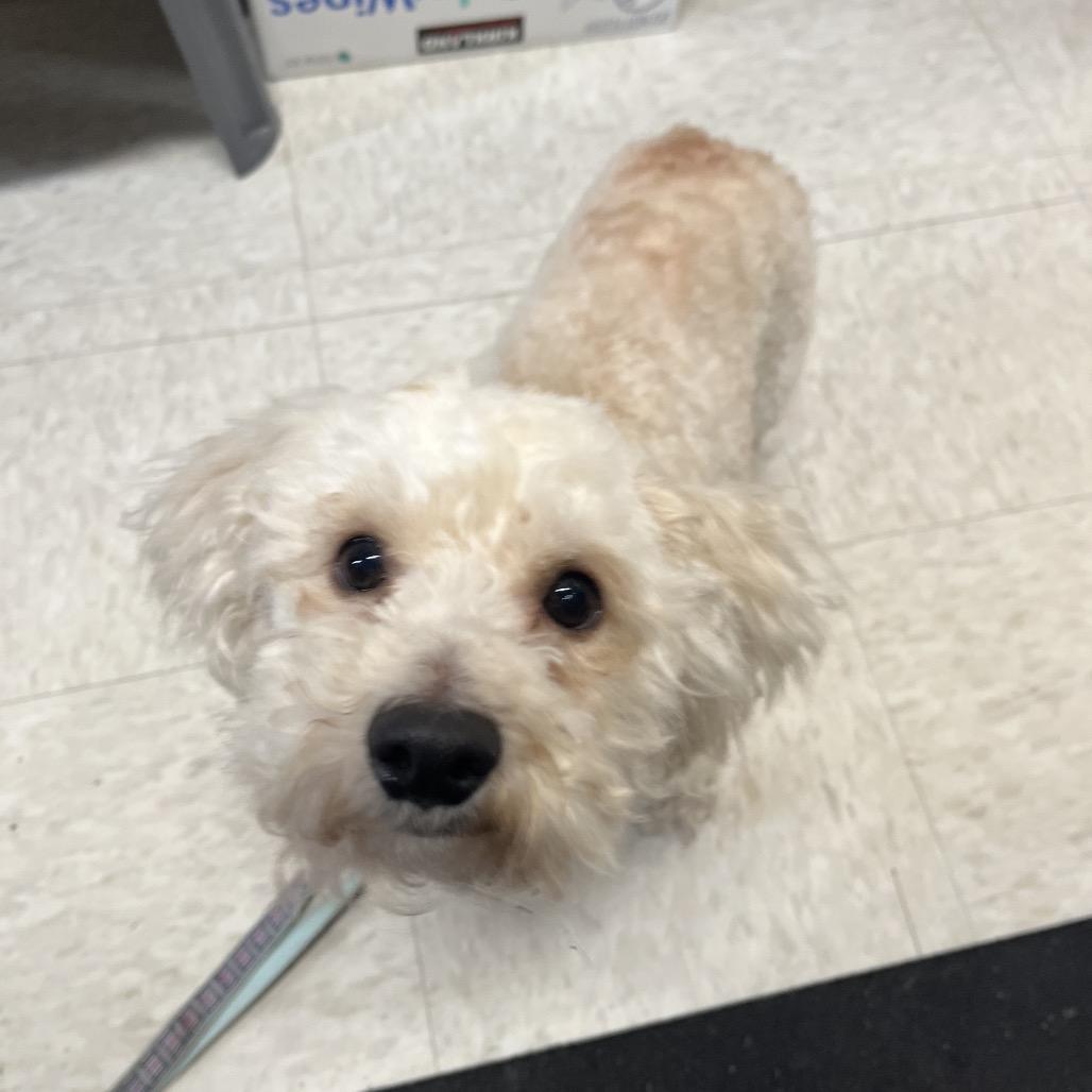 Enlarge Charlie, a Adoptable mixed breed in Ashland, OR image 6/6