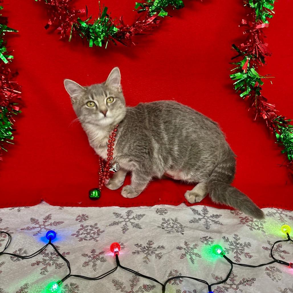Enlarge Bella, a Adoptable Domestic Short Hair in Enid, OK image 1/2
