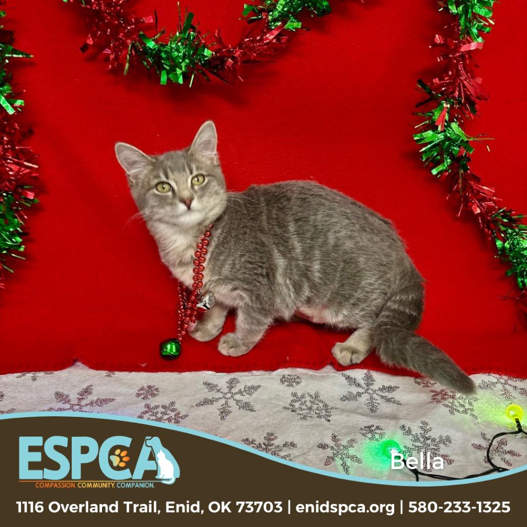 Enlarge Bella, a Adoptable Domestic Short Hair in Enid, OK image 2/2