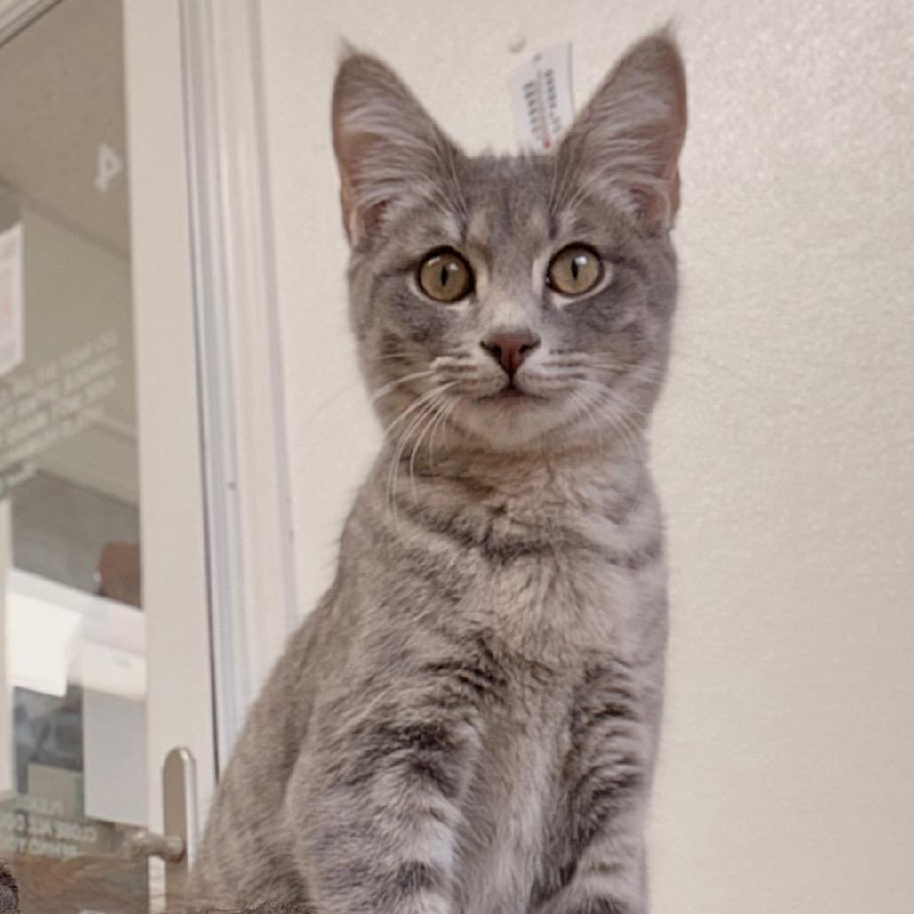 Enlarge Bella, a Adoptable Domestic Short Hair in Enid, OK image 3/3