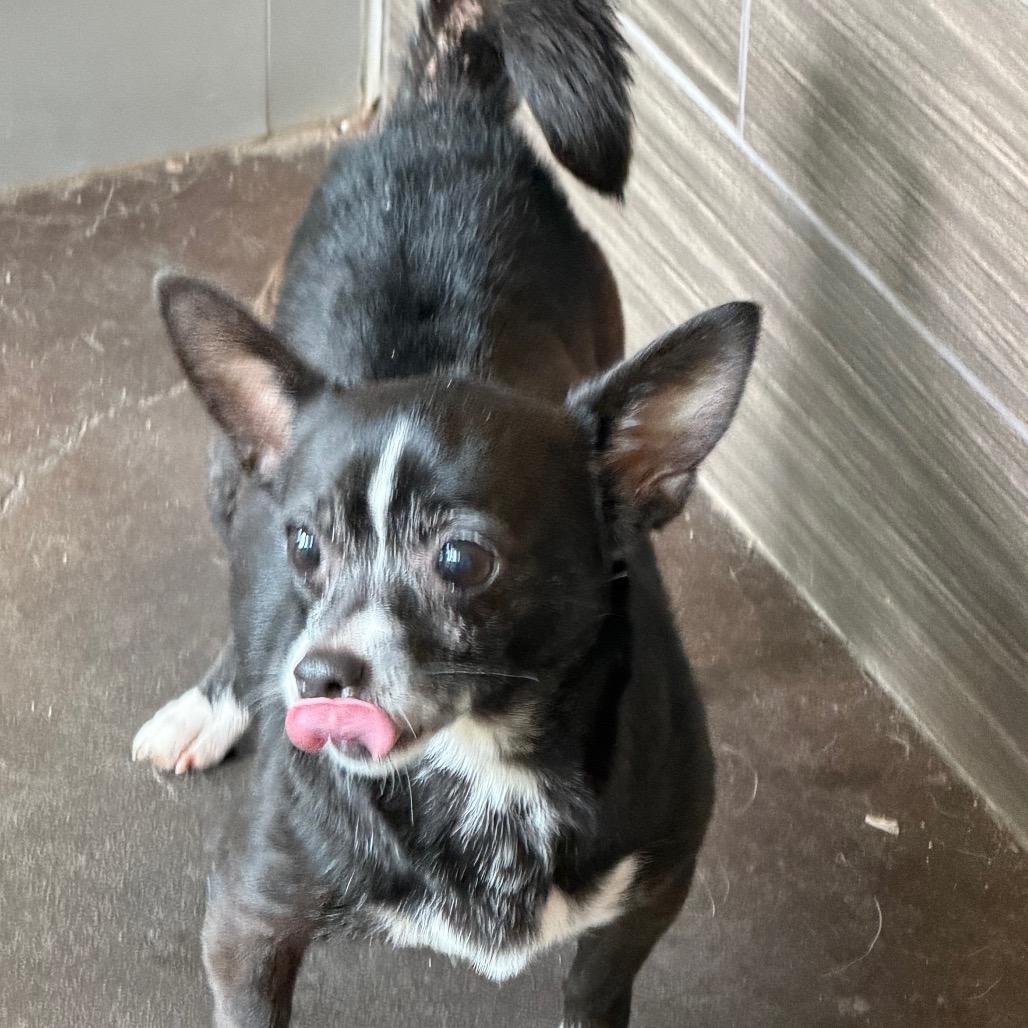 Lil Bit, Adoptable, Adult Female Chihuahua.