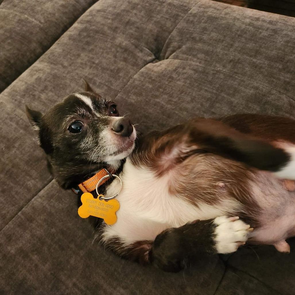 Lil Bit, a Adoptable Chihuahua in Bend, OR image 2/2
