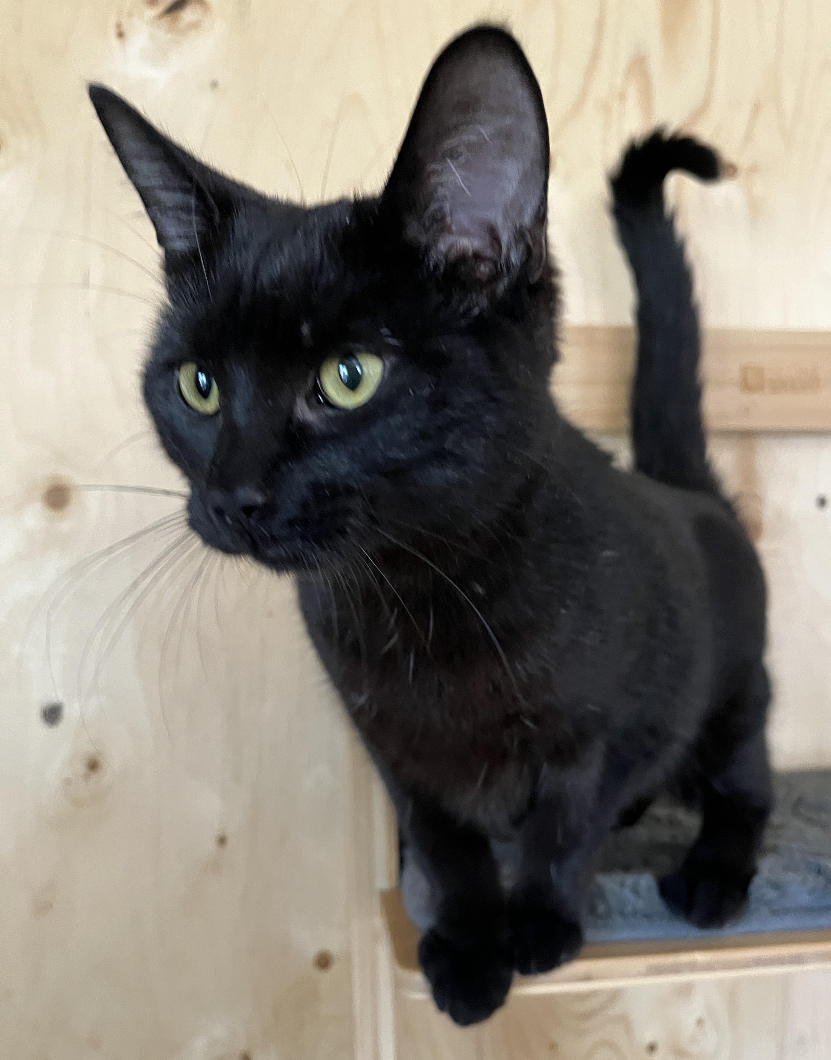 Enlarge DOLORES (CR-SC), an adopted Domestic Short Hair in Sainte-Angele-de-Monnoir, QC image 4/6