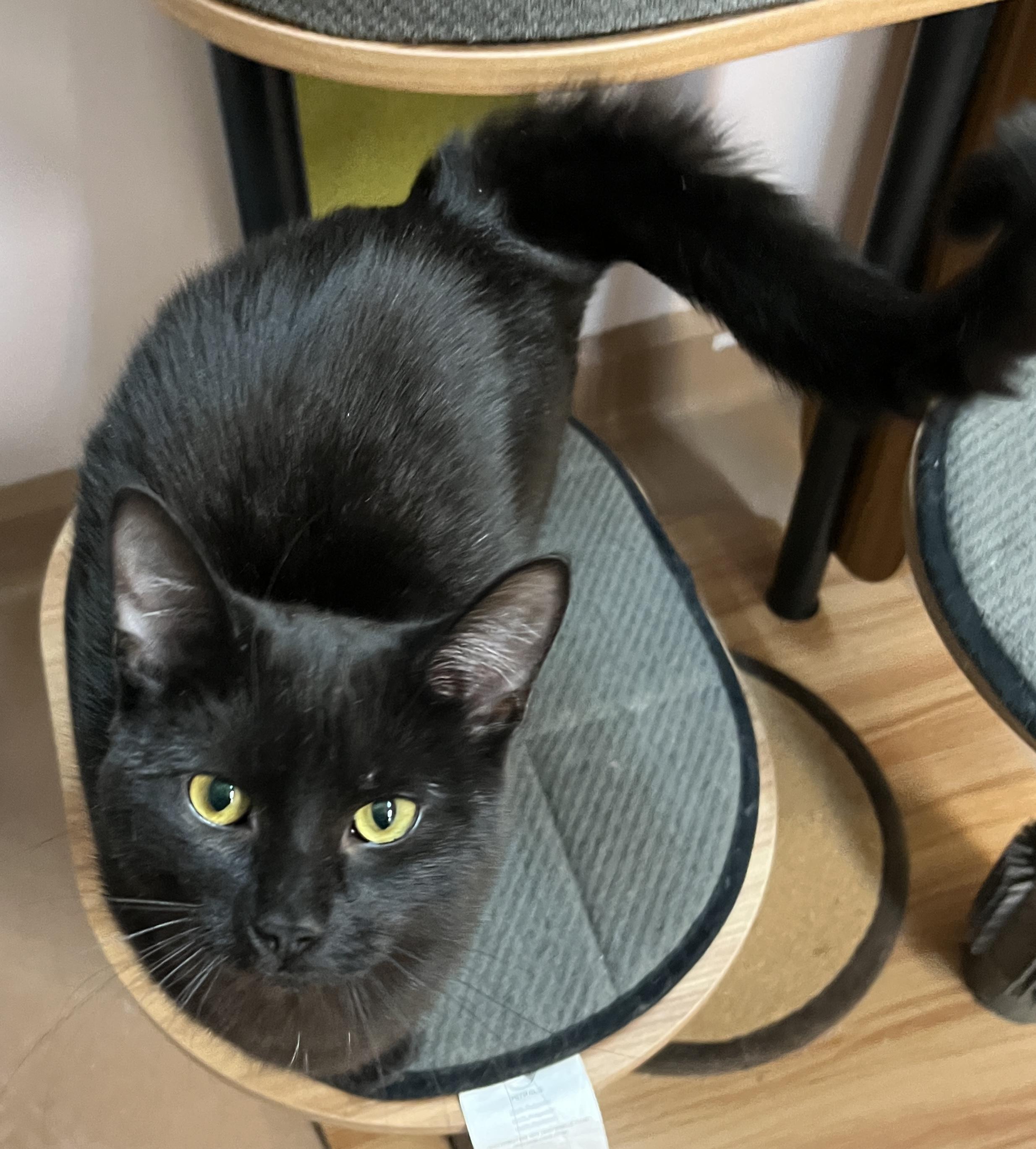 Enlarge DOLORES (CR-SC), an adopted Domestic Short Hair in Sainte-Angele-de-Monnoir, QC image 5/6