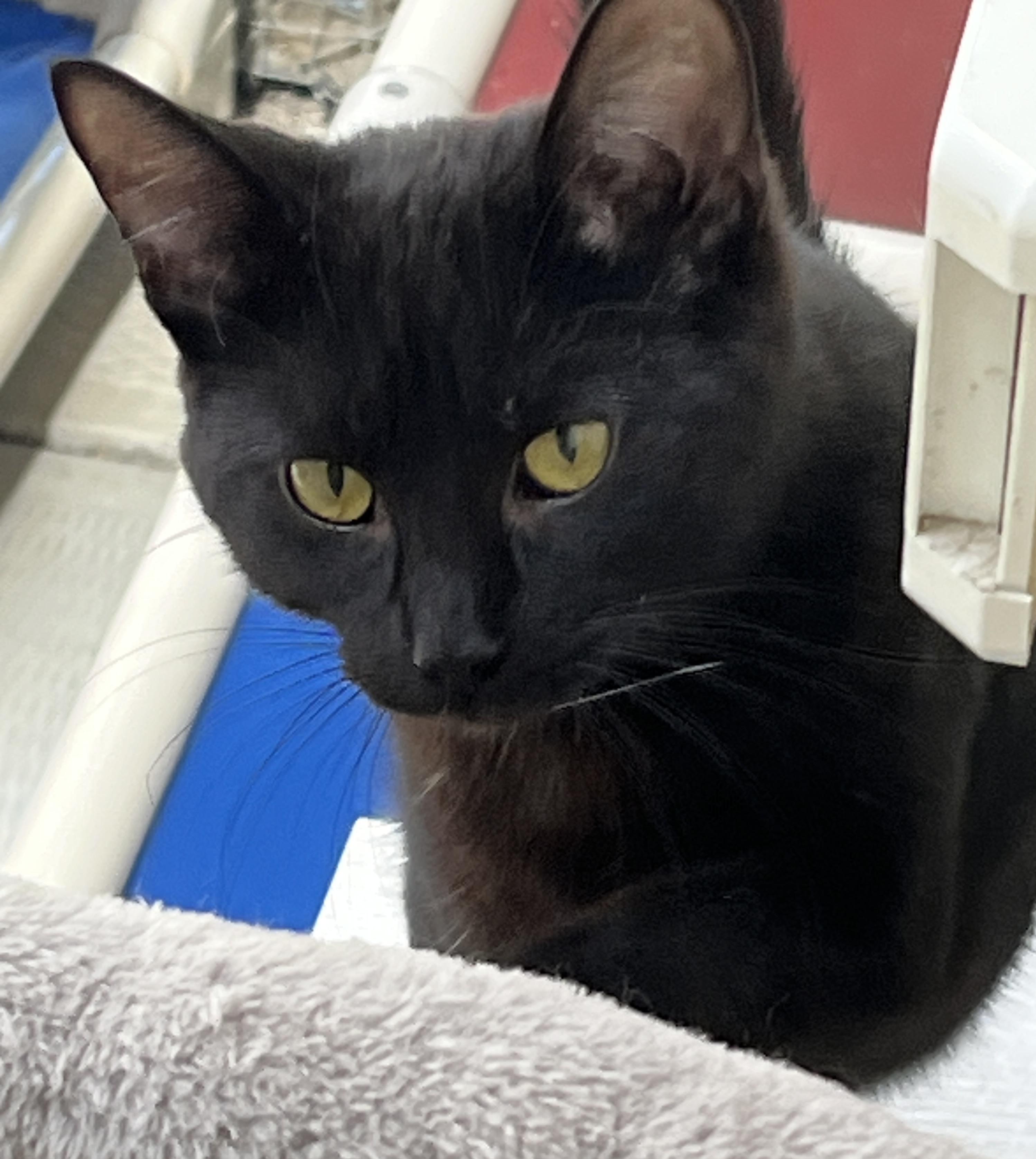 Enlarge DOLORES (CR-SC), an adopted Domestic Short Hair in Sainte-Angele-de-Monnoir, QC image 2/6