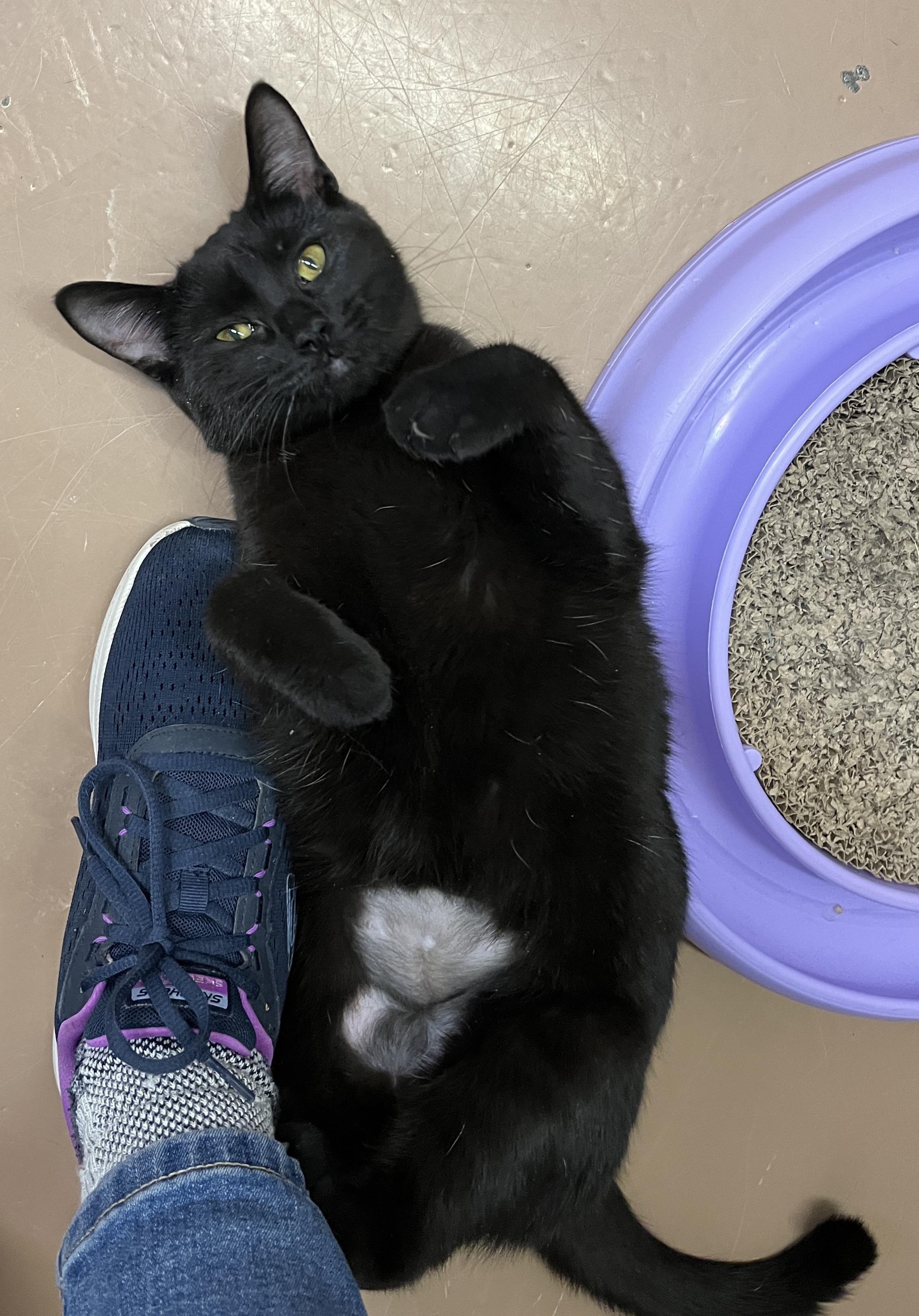 Enlarge DOLORES (CR-SC), an adopted Domestic Short Hair in Sainte-Angele-de-Monnoir, QC image 3/6