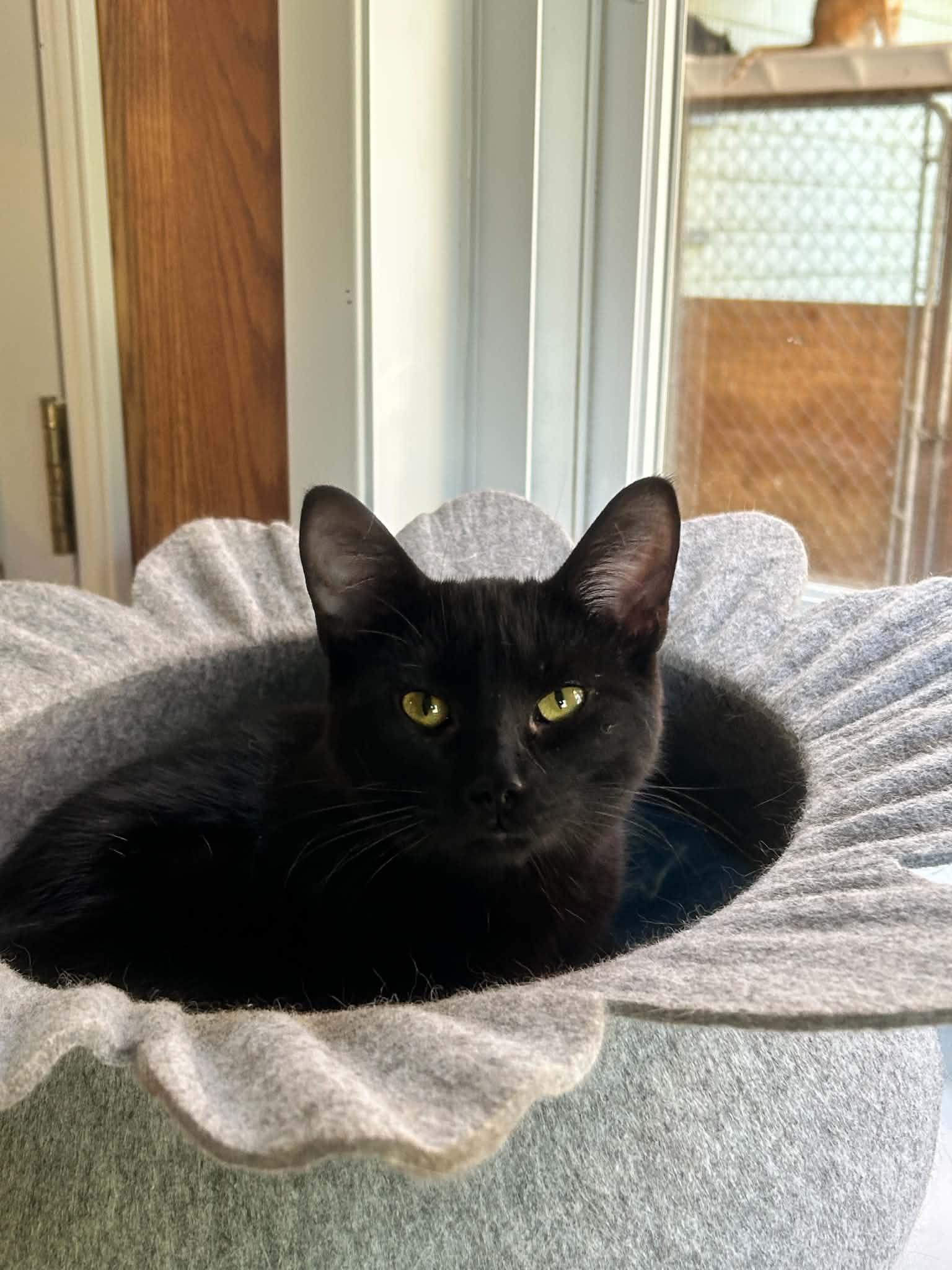 DOLORES (CR-SC), adopted, Young Female Domestic Short Hair.