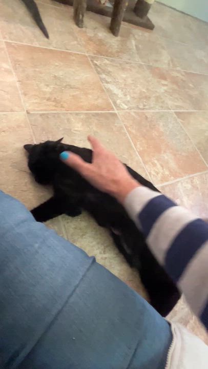 Enlarge DOLORES (CR-SC), an adopted Domestic Short Hair in Sainte-Angele-de-Monnoir, QC video 6/6