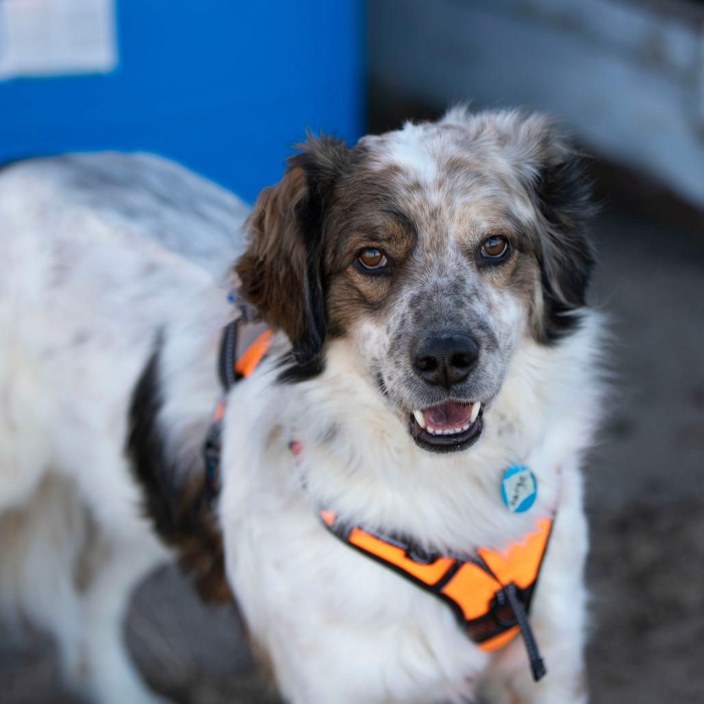 Enlarge Sarge (D25-70), a Adoptable mixed breed in Peyton, CO image 1/6