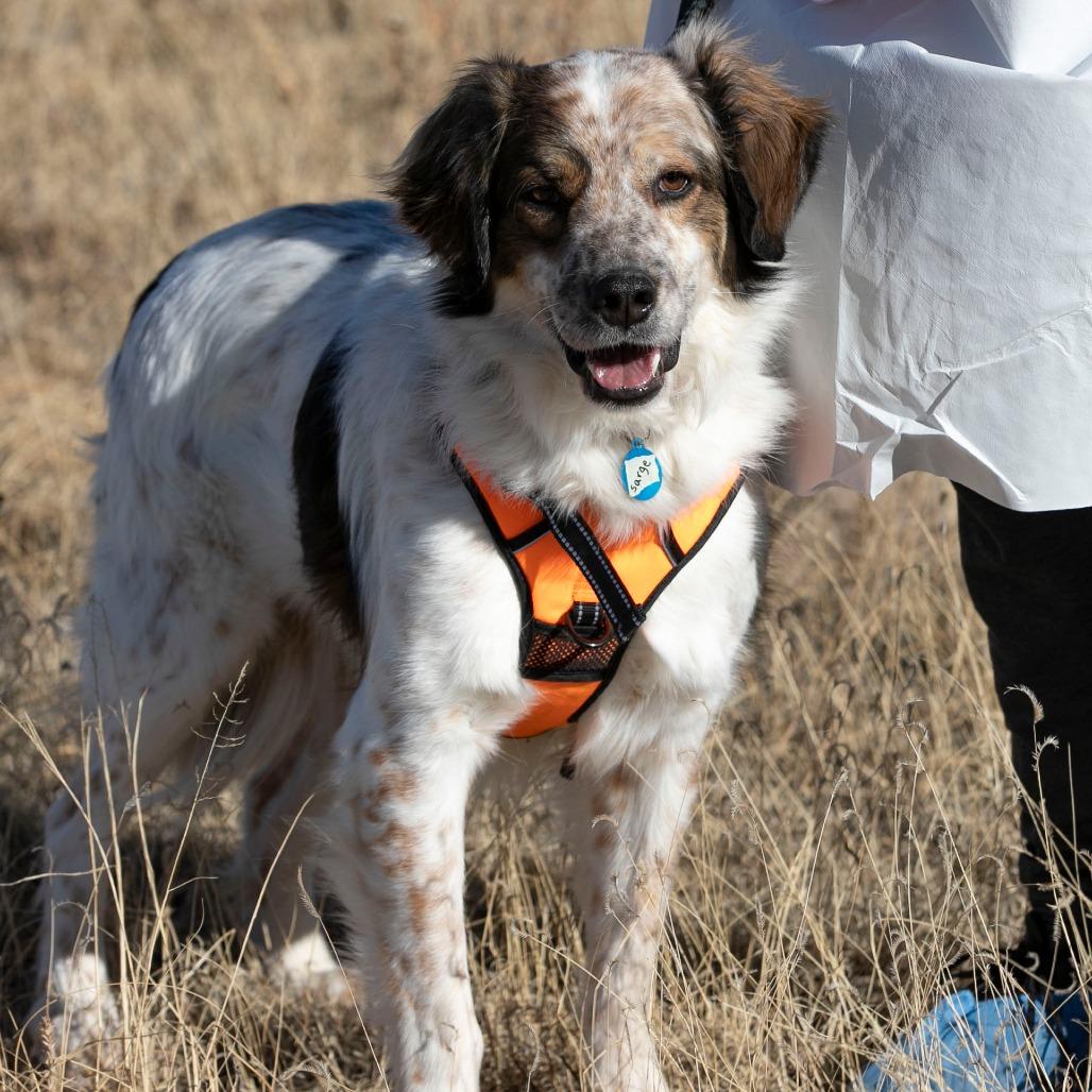Enlarge Sarge (D25-70), a Adoptable mixed breed in Peyton, CO image 2/6