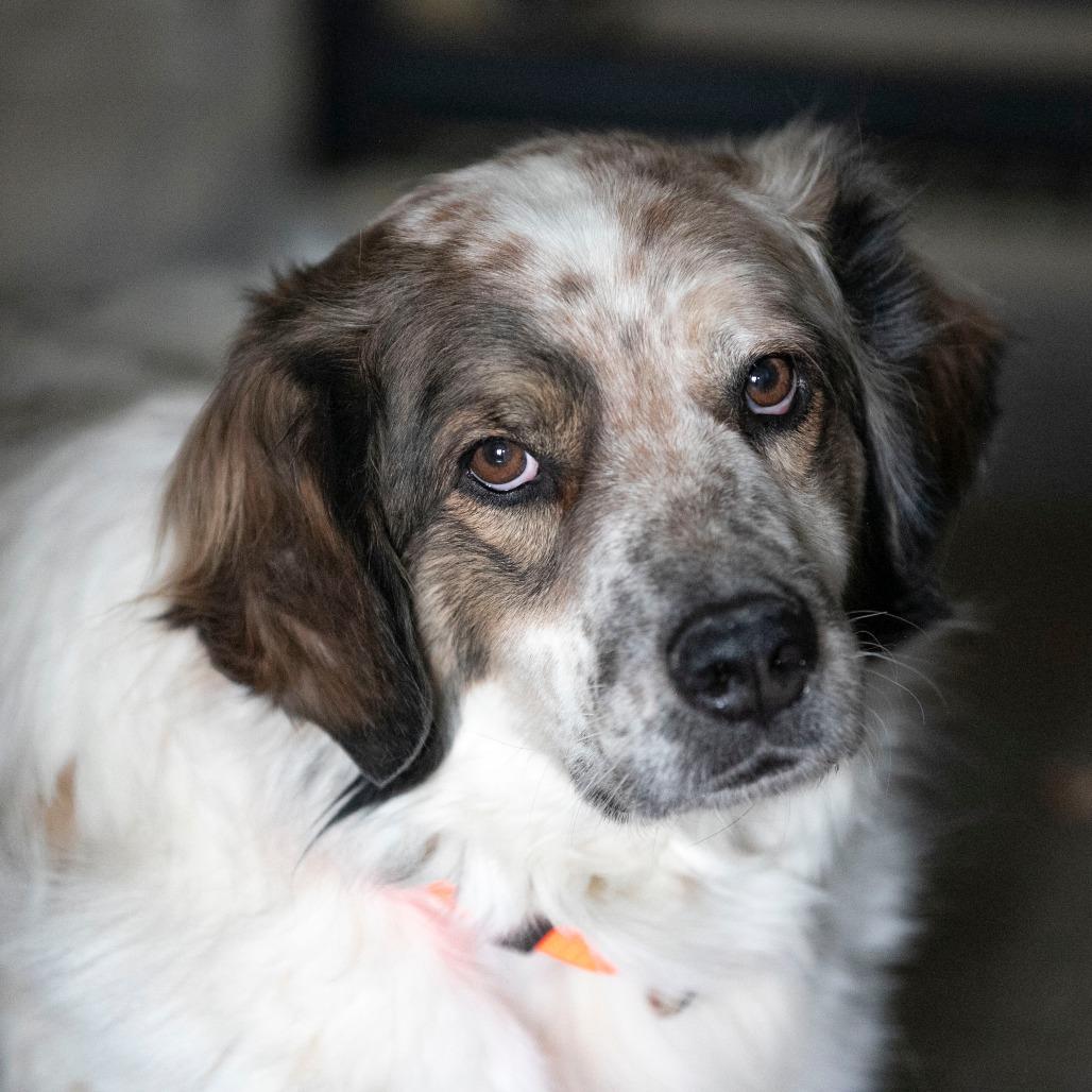 Enlarge Sarge (D25-70), a Adoptable mixed breed in Peyton, CO image 3/6