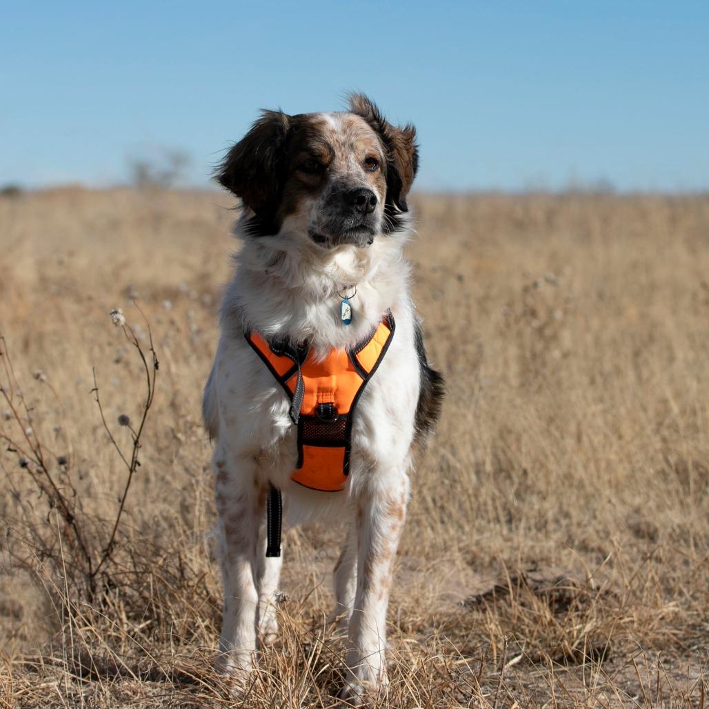 Enlarge Sarge (D25-70), a Adoptable mixed breed in Peyton, CO image 4/6