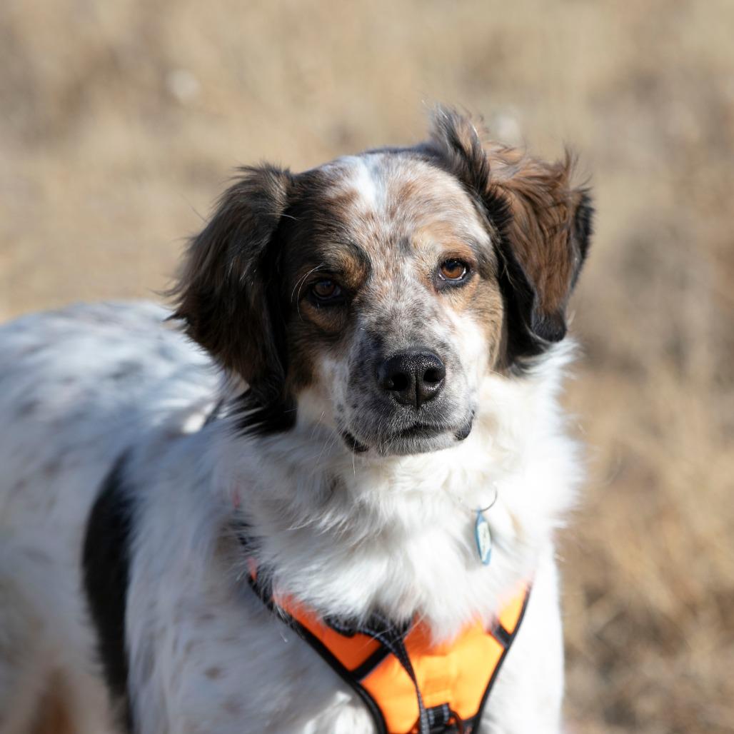 Enlarge Sarge (D25-70), a Adoptable mixed breed in Peyton, CO image 5/6