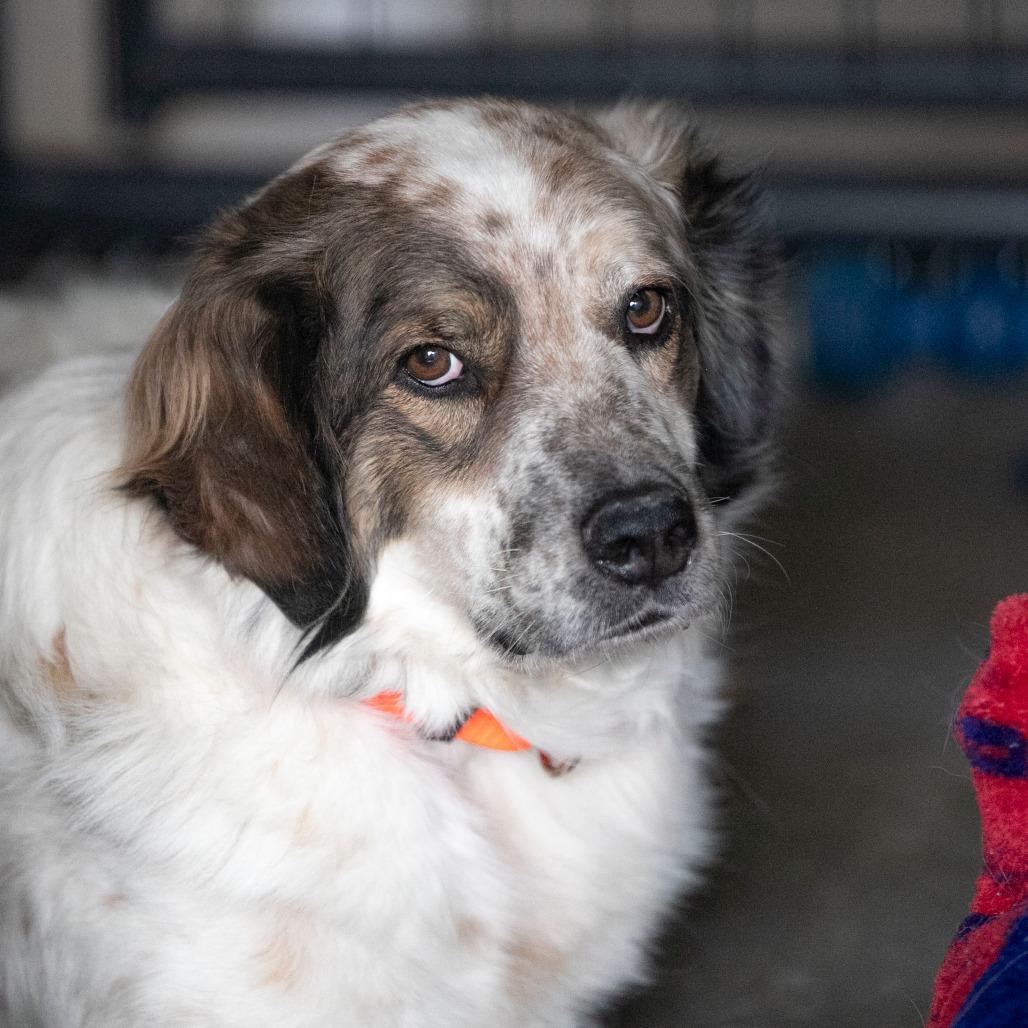Enlarge Sarge (D25-70), a Adoptable mixed breed in Peyton, CO image 6/6