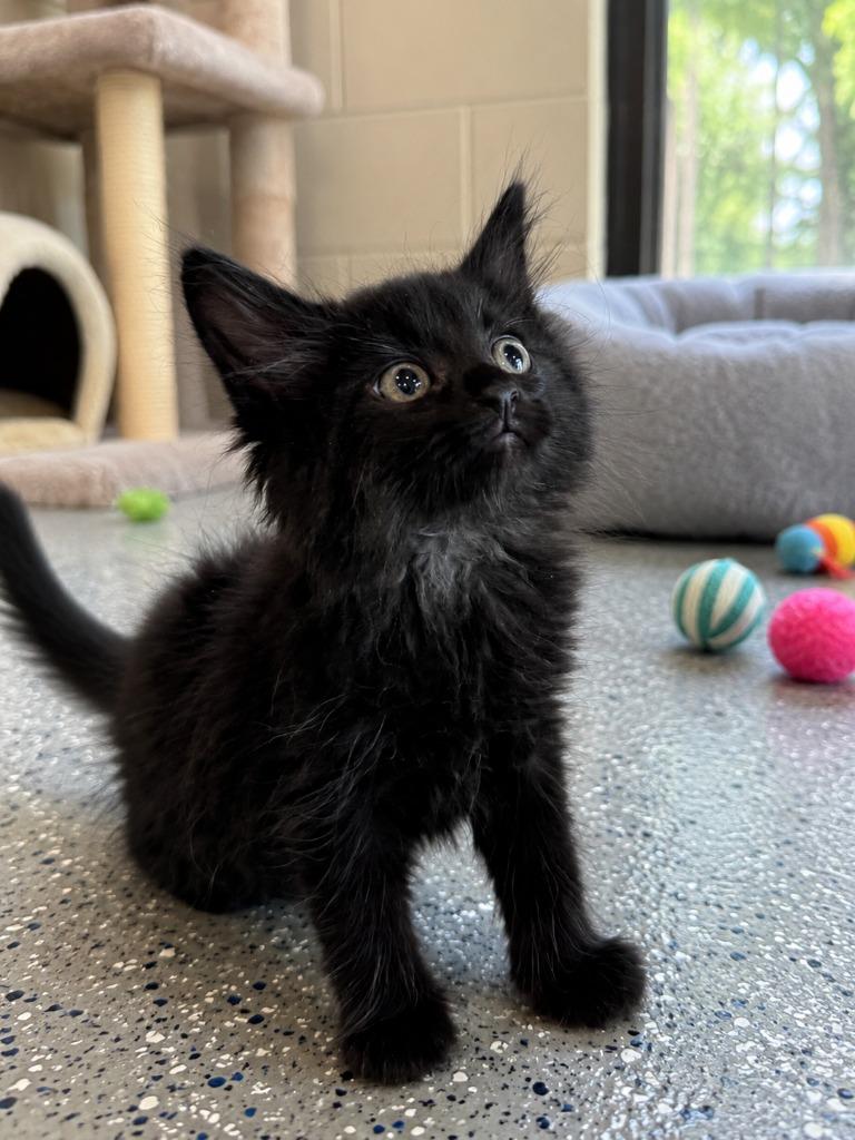 Carl AKA Merlin, Adoptable, Kitten Male Domestic Medium Hair.