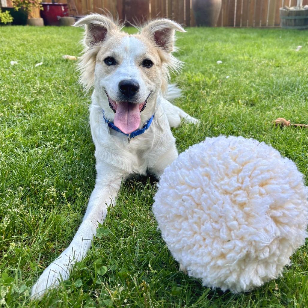 Sundae, a Adoptable mixed breed in Woodinville, WA image 6/6
