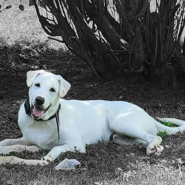 Domino, Adoptable, Young Male Great Pyrenees & Labrador Retriever.